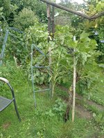 IMG_20230802_160521.jpg
