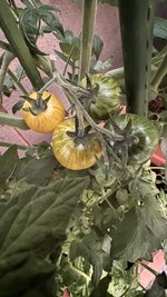 IMG_7084.jpeg