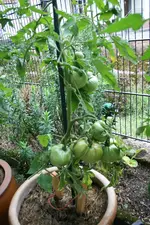 August       0423.webp