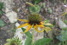 08 05 Rudbeckie Blüte grünt 2.JPG