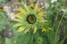 08 05 Rudbeckie Blüte grünt 3.JPG