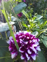20230804_180824.webp