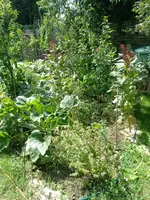 IMG_20230801_152512.webp