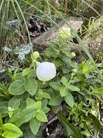 IMG_9346.webp