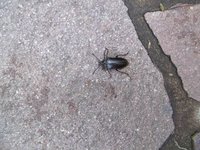 Käfer unbekannt.jpg