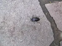 Käfer unbekannt.webp