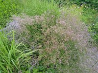 IMG_20230805_173201_1.jpg