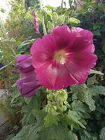 IMG_20230805_174551_1.jpg