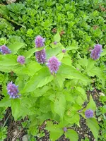 IMG_20230805_174006.jpg