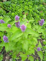 IMG_20230805_174006.jpg