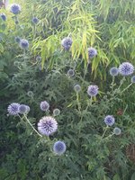 IMG_20230805_174520_1.jpg