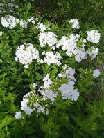 IMG_20230805_174627_1.jpg
