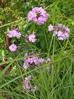 IMG_20230805_174652_1.jpg
