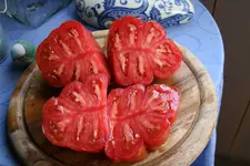 Zahnradtomate 0219.webp