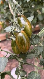 IMG_7123.jpeg