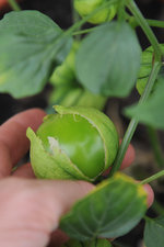 tomatillo.jpg