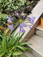 IMG_20230806_101251.jpg
