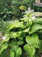 IMG_20230806_101507.jpg
