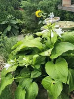 IMG_20230806_101507.webp