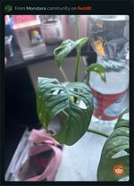 IMG_1651.jpeg