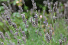 Lavendel RO 20230806b.jpg