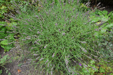 Lavendel RO 20230806a.jpg