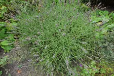 Lavendel RO 20230806a.webp