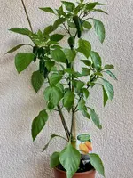 Paprika 'Snackor Orange F1'-B_01.03.jpg