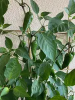 Pap.'Snackor Orange F1'-A & Pep.'Gorria F1'_02.02.webp