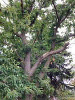 Castanea sativa-A_Ostseite_2023-07_01.03..jpg Castanea sativa-A_Ostseite_2023-07_01.03..jpg