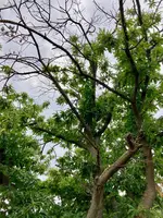 Castanea sativa-A_Ostseite_2023-07_01.05..jpg