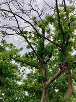 Castanea sativa-A_Ostseite_2023-07_01.05..jpg
