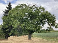 Castanea sativa-A_Südseite_2023-07_01.01. Kopie.jpg