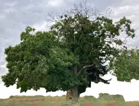 *Castanea sativa_2023_Ostseite_01.1 (1).jpg