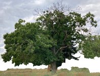 *Castanea sativa_2023_Ostseite_01.1 (1).jpg