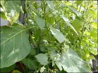 c009.webp