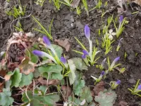 Krokusse am 07.03.10.webp