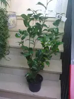 06032010057.webp