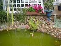 Teich.webp