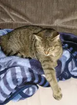 Cleo.webp