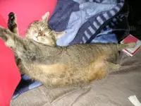 Cleo1.webp