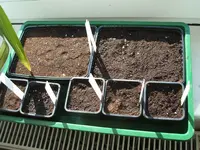 Paprika und Ziertabak.webp