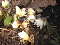 Garten März 001.webp