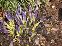 Garten März 002.webp