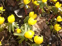 Garten März 003.webp
