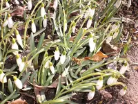 Garten März 004.webp