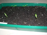 DSCN2867.webp