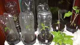 9.3.2010 Tomaten veredelt (6).webp