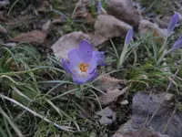 IMG_0509.webp