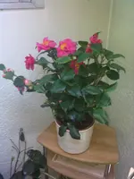 06032010058.webp